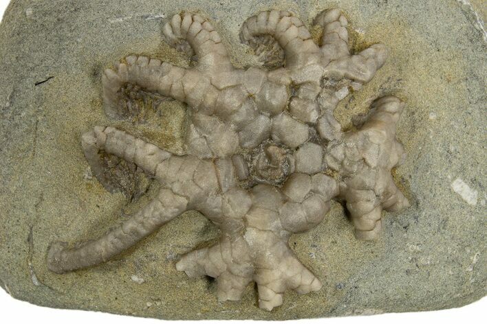 Fossil Crinoid (Agaricocrinus) - Crawfordsville, Indiana #310192